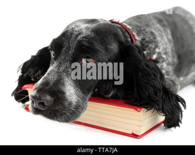 Russian Spaniel mit Buch isoliert auf weißem Stockfoto