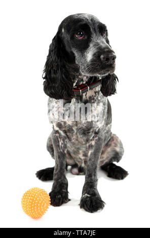 Russian Spaniel mit Kugel isoliert auf weißem Stockfoto