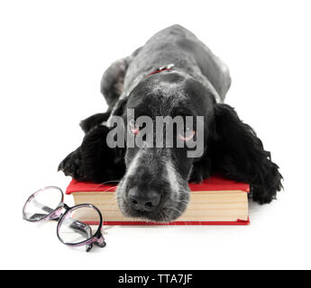 Russian Spaniel mit Buch und Gläser isoliert auf weiss Stockfoto