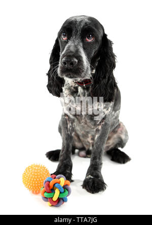 Russian Spaniel mit Kugel isoliert auf weißem Stockfoto