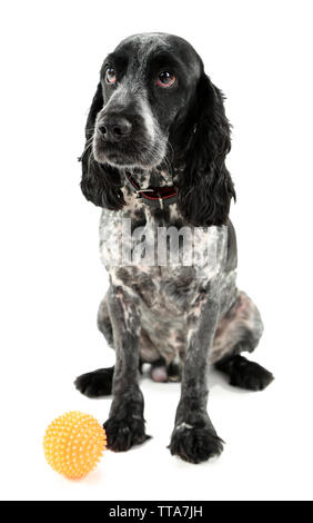 Russian Spaniel mit Kugel isoliert auf weißem Stockfoto