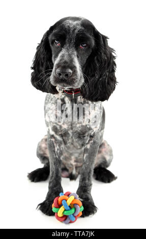 Russian Spaniel mit Kugel isoliert auf weißem Stockfoto