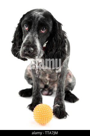 Russian Spaniel mit Kugel isoliert auf weißem Stockfoto