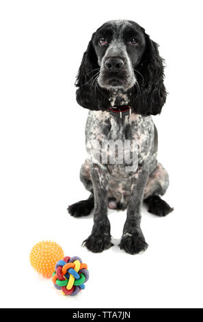 Russian Spaniel mit Kugel isoliert auf weißem Stockfoto