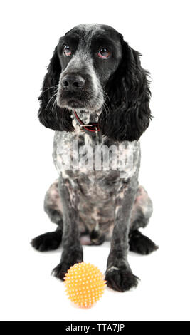 Russian Spaniel mit Kugel isoliert auf weißem Stockfoto