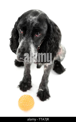 Russian Spaniel mit Kugel isoliert auf weißem Stockfoto