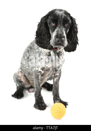 Russian Spaniel mit Kugel isoliert auf weißem Stockfoto