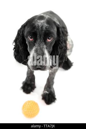 Russian Spaniel mit Kugel isoliert auf weißem Stockfoto