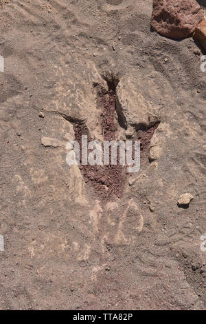 Dinosaur Footprint in Torotoro Nationalpark, Torotoro, Bolivien Stockfoto