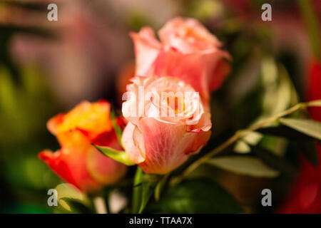 In der Nähe der Rosen auf dem Tisch Stockfoto