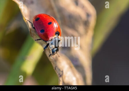 Sieben - gefleckte Dame Käfer, Coccinella septempunctata, Point Reyes National Seashore, California, United States. Stockfoto