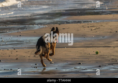 Junge Deutsche Schäferhund in der Verfolgung der Kugel Stockfoto