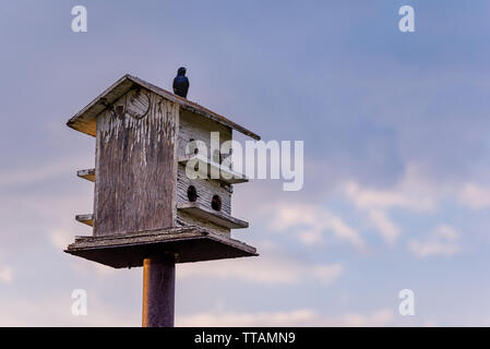 Vögel thront auf einem hölzernen Vogelhaus mit blauem Himmel und Wolken im Hintergrund Stockfoto