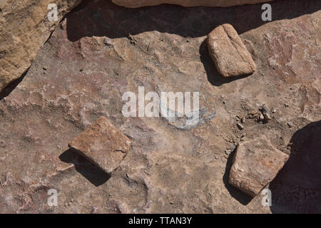 Dinosaurier fossil in Torotoro Nationalpark, Torotoro, Bolivien Stockfoto