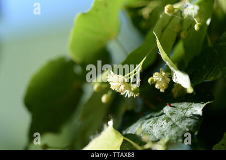 Linden Blumen auf einem Baum in der Nähe, an einem sonnigen Tag Stockfoto