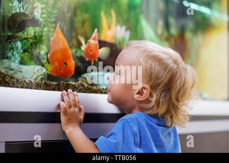 Cute boy Suchen auf bunten Aquarium Fische im Aquarium, Carassius Auratus Stockfoto