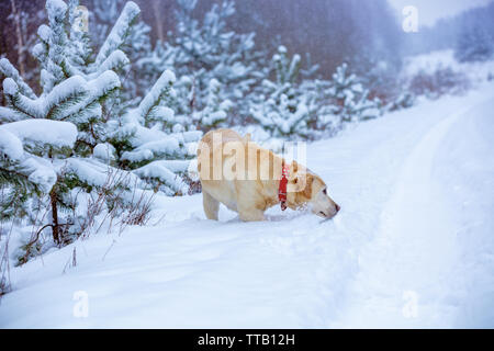 Labrador Retriever Hund ist die Jagd in tiefem Schnee im Winter verschneite Wald Stockfoto