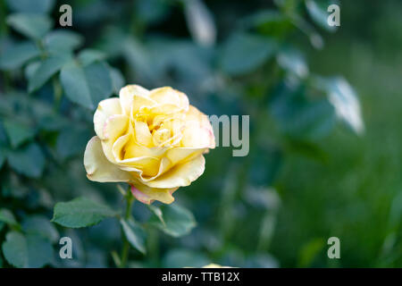 Gelbe Rose Blume auf einem Zweig in Rosen Garten. Stockfoto