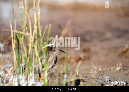 Diademed, Sandpiper plover (Phegornis mitchellii) Stockfoto