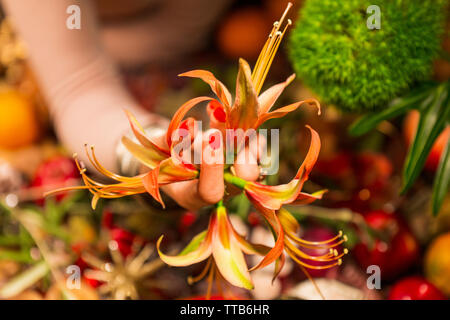 Hand, die Blüten vor Herbst ernten Stockfoto