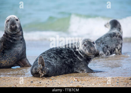 Graue Dichtungen liegen am Strand in Düne-Helgoland Insel. Bunt gefleckte Tiere in verschiedenen Größen mit Hund - wie Gesicht und zurück von Norden sehen. Stockfoto
