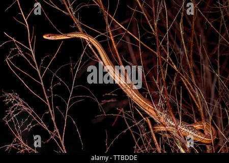 Halbinsel Ribbon Snake ist rund um den Strauch in der Morgendämmerung aufgewickelt. Stockfoto