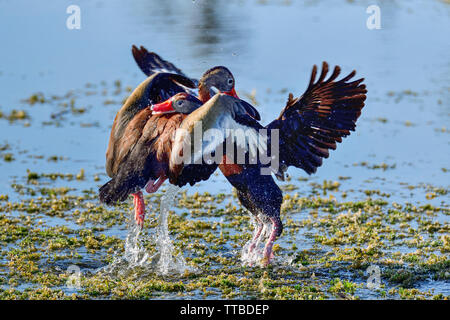 Schwarz-bellied Pfeifen - Enten kämpfen. Stockfoto