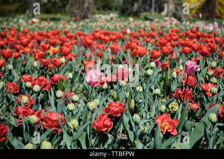 Ein Feld der blühenden Tulpen, einige tulip Knospen und bunten Blumen im Hintergrund Stockfoto