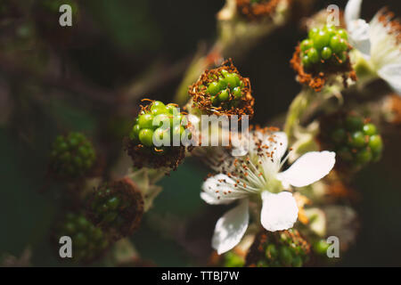 Blackberry Blüte Bush mit grünen Beeren. Rosa Blumen des Schönen black Bush im Frühjahr. Bush mit schönen Reifen black Beeren. Ma Stockfoto