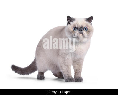 Süße Blue Tortie Point exotisch Kurzhaar Kätzchen, stehend Seite weisen. Suchen Kamera mit blauen Augen. Auf weissem Hintergrund. Stockfoto