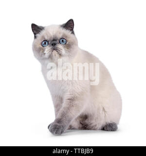 Süße Blue Tortie Point Exotic Shorthair Katze, sitzend spielen Seite weisen. Nach oben Kamera mit blauen Augen. Auf weissem Hintergrund. Stockfoto