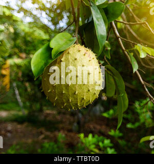 Soursop oder Stacheligen Custard Apple ist die Frucht der Annona muricata. Es aus tropischen Regionen der Nord- und Südamerika und der Karibik ist. Stockfoto