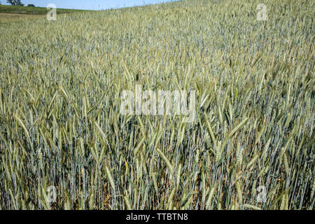 Bereich der Unreife Getreide in der Provence. Frankreich Stockfoto