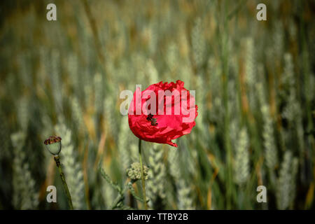 Ein einzelner roter Mohn Blume Blüte vor einem wheatfield Stockfoto