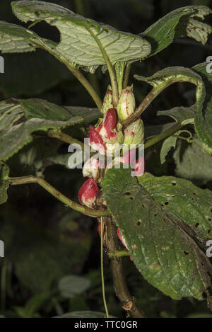 Urzeitliche subtropischen Regenwald mit bunte Blumen umfasst den westlichen Hängen der Anden auf 2200 Meter hohen Bellavista Lodge in Ecuador. Stockfoto