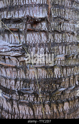 Trunk Muster Ringe der Palme. Stockfoto