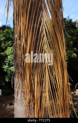 Getrocknete palm gern hängen nach unten entlang der Baumstamm. Stockfoto
