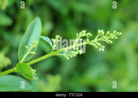 Makrofotografie der Blütenstand mit Knospen, ligustrum, die gemeinsame Liguster, einer immergrünen Hecke pflanzen Stockfoto