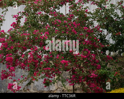 Bougainvillea ist ein tropischer und subtropischer Garten Strauch oder  zimmerpflanze mit schnen Blumen blht ber einen langen Zeitraum der  Saison Stockfotografie - Alamy