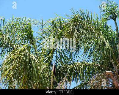 Palm Tree Blätter gegen den blauen subtropischen Himmel. Stockfoto