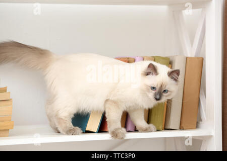 Süße kleine Katze auf Regal mit Büchern auf hellen Hintergrund Stockfoto