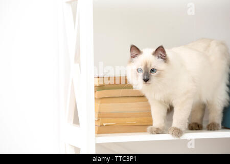 Süße kleine Katze auf Regal mit Büchern auf hellen Hintergrund Stockfoto