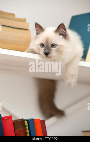 Süße kleine Katze auf Regal mit Büchern auf hellen Hintergrund Stockfoto