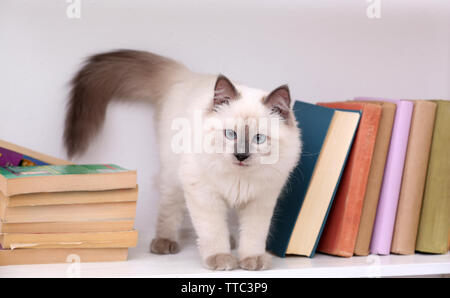 Süße kleine Katze auf Regal mit Büchern auf hellen Hintergrund Stockfoto