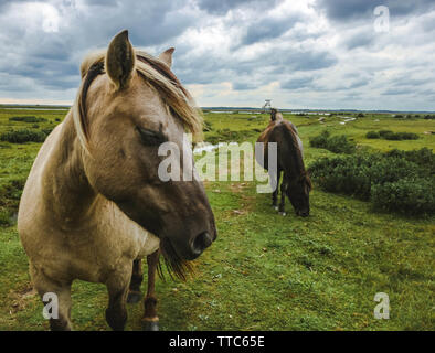 Drei wilde Pferde grasen in der Nähe des Engure Sees in Lettland an einem bewölkten Herbsttag. Stockfoto