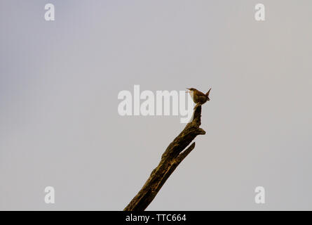 Wren singen von Zander auf toten Baum Stockfoto