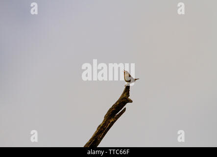 Wren singen von Zander auf toten Baum Stockfoto