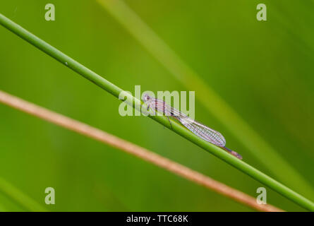 Blue-tailed damselfly (weiblich) auf die Vegetation gehockt Stockfoto