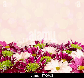 Aster Blüten mit chrysantheme Blumen auf Rosa bokeh Hintergrund Stockfoto
