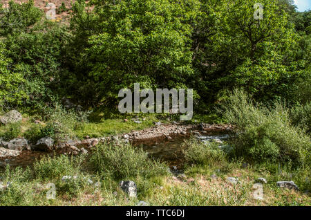 Die Azat, ruhig von der Hitze des Sommers, mit Steinen von den Bergen durch Wasser gebracht, fließt durch das Garni Schlucht in Armenien unter den Bäumen Stockfoto